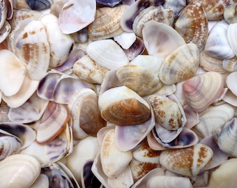 Purple Coquina Clam Shells Donax Variabilis (Approx. half cup +/-100 shells 0.25+ inches) Purple Coquina Clam for jewelry arts & crafts!