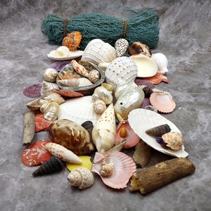May include: A collection of assorted seashells, including spiral, bivalve, and conch varieties in shades of white, brown, orange, and pink, arranged with pieces of driftwood and a bundle of teal fishing net positioned at the top of the display.