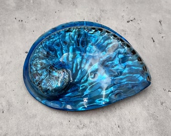Polished Blue Dyed Abalone Midas Seashell Haliotis Midae (1 shell approx. 5+ inches) Blue tinted shells for display crafts & collecting!
