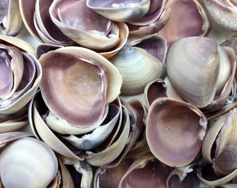 Purple Cay Cay Clam Seashells Donax Variabilis (approx. half cup +/-70 shells 0.5+ inches) Purple CayCay Clam shells for crafts & jewelry!