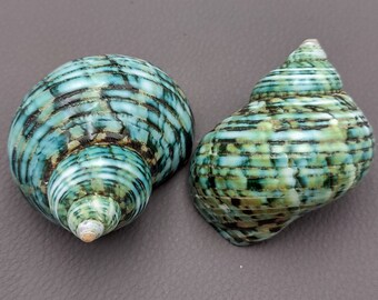 Polished Silver Mouth Turbo Seashell - Turbo Argyrostoma - (2 shells approx. 2-2.75 inches)