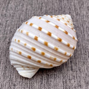 May include: A white seashell with brown dotted stripes. The shell has a spiral shape and is resting on a gray textured surface. The shell's surface has a ribbed texture.