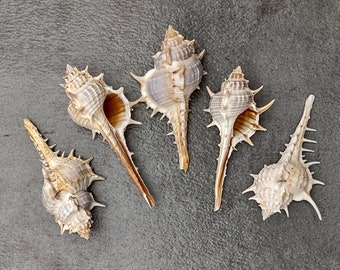 Murex Ternispina Seashells (5 shells 2-3 inches)