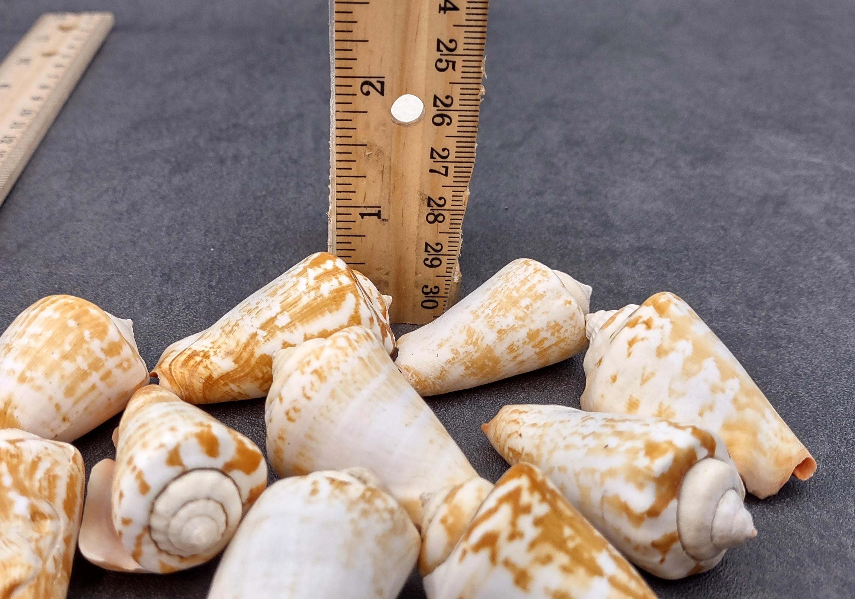 12 Coquillages Strawberry Strombus – Coupe Cône, 3-4 Cm, Des Philippines