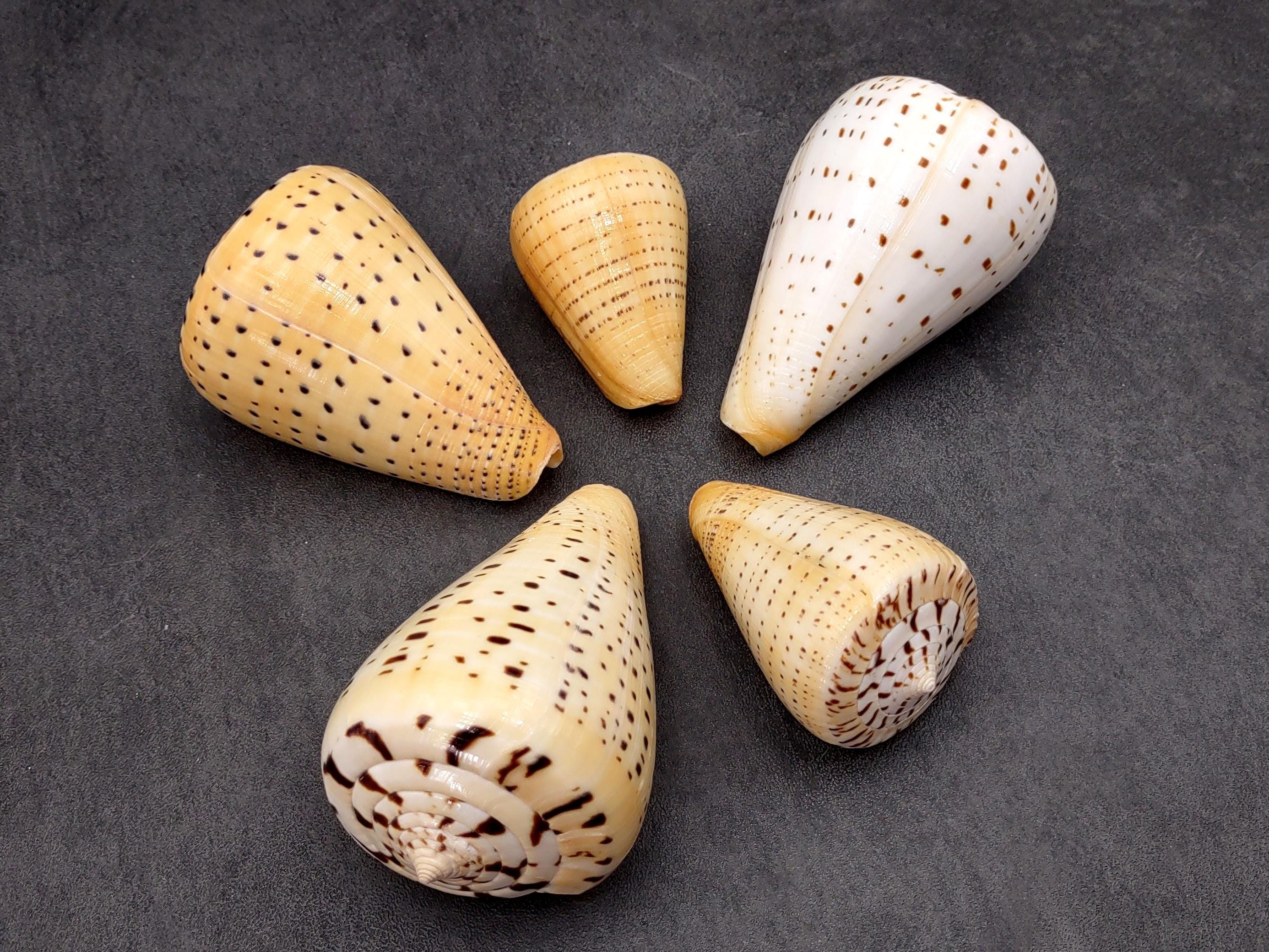 Beech Cone Seashell Conus Betulinus (1 Shell Approx. 2.75+ Inches) Cone ...
