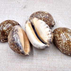 Arabic Cowrie Seashells Brown Cypraea Arabica (5 shells approx. 1.5+ inches) Intricate Arabic Cowrie shell for sea art & coastal displays!