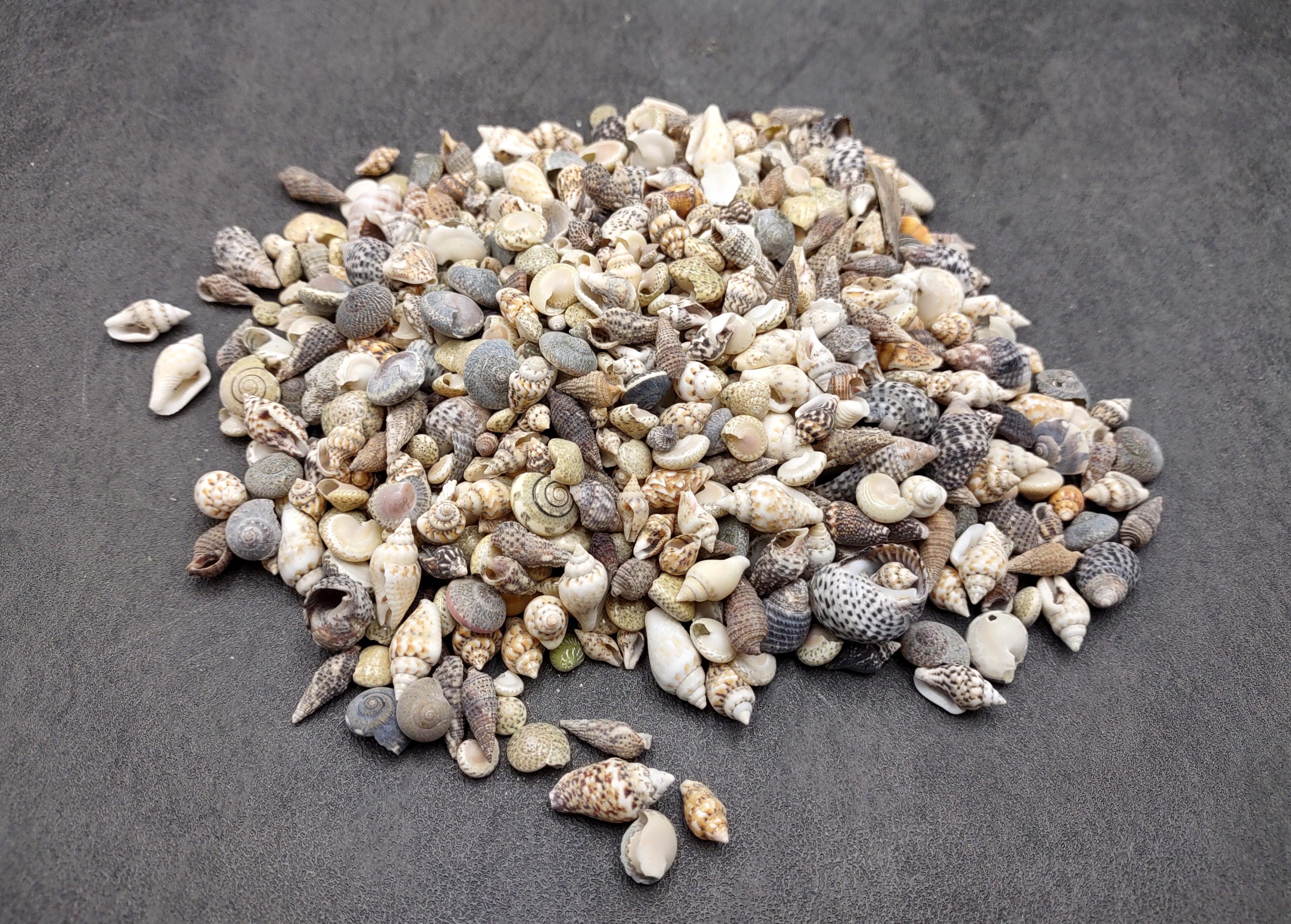 Tiny Shell Triangular Shape Extra Tiny Seashell Assorted Ocean Mix (approx. 1 Cup +/-125 Shells 0. ...