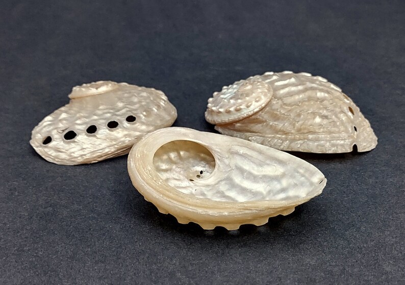 Pearled Oval Abalone - Haliotis Ovina - (3 shells 2.25-3.25 inch). Three white shiny shells with open holes along one edge. Copyright 2022 SeaShellSupply.com.