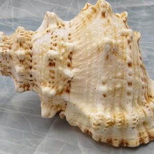 Giant Frog Seashells Brown Tan Orange Bursa Bubo (1 shell approx. 7+ inches) Giant Frog Shells for coastal themed display arts & crafts!