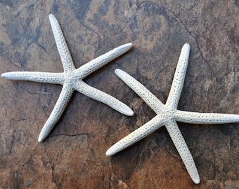 White Finger Starfish Linckia Laevigata (2 estrellas de mar de aproximadamente 5+ pulgadas) ¡Estrellas de mar blancas ideales para exhibiciones costeras, artesanías o coleccionismo!