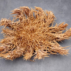 May include: A dried, spiky starfish with a light brown color. The starfish has many long, thin spines that are all pointing outwards.