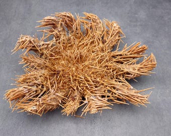 Crown of Thorns Starfish Acanthaster Planci (1 starfish 6-7+ inches) Distinct shells for coastal crafting decor & collections!
