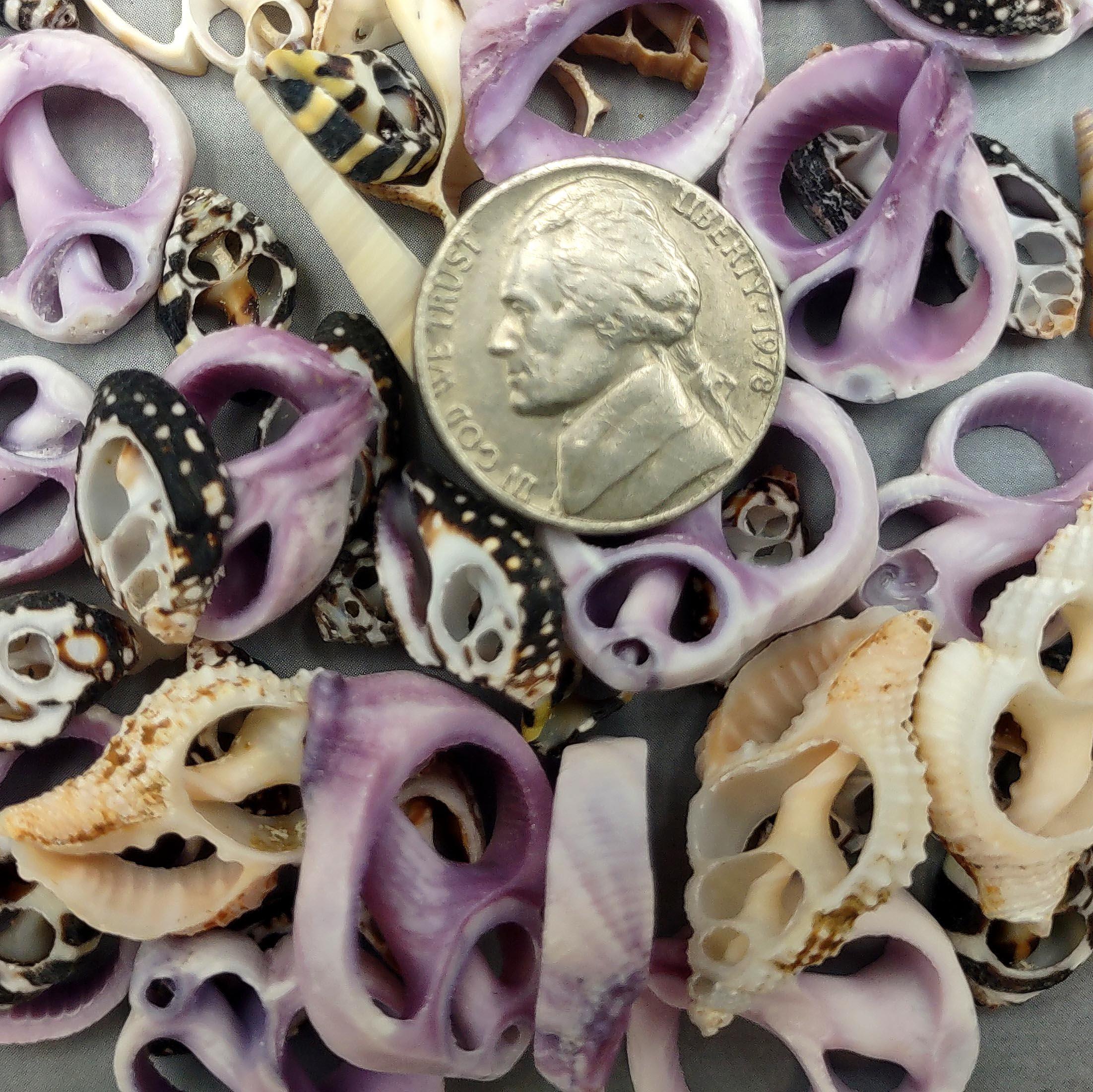 Small Assorted Sliced Seashells - (10 Shells Approx. 3/8 - 1 Inch) - Etsy