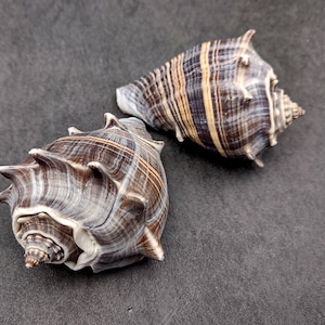 May include: Two seashells with brown, white, and yellow stripes and patterns. The shells have a spiral shape and are on a dark gray surface. The shells are a natural decorative item.