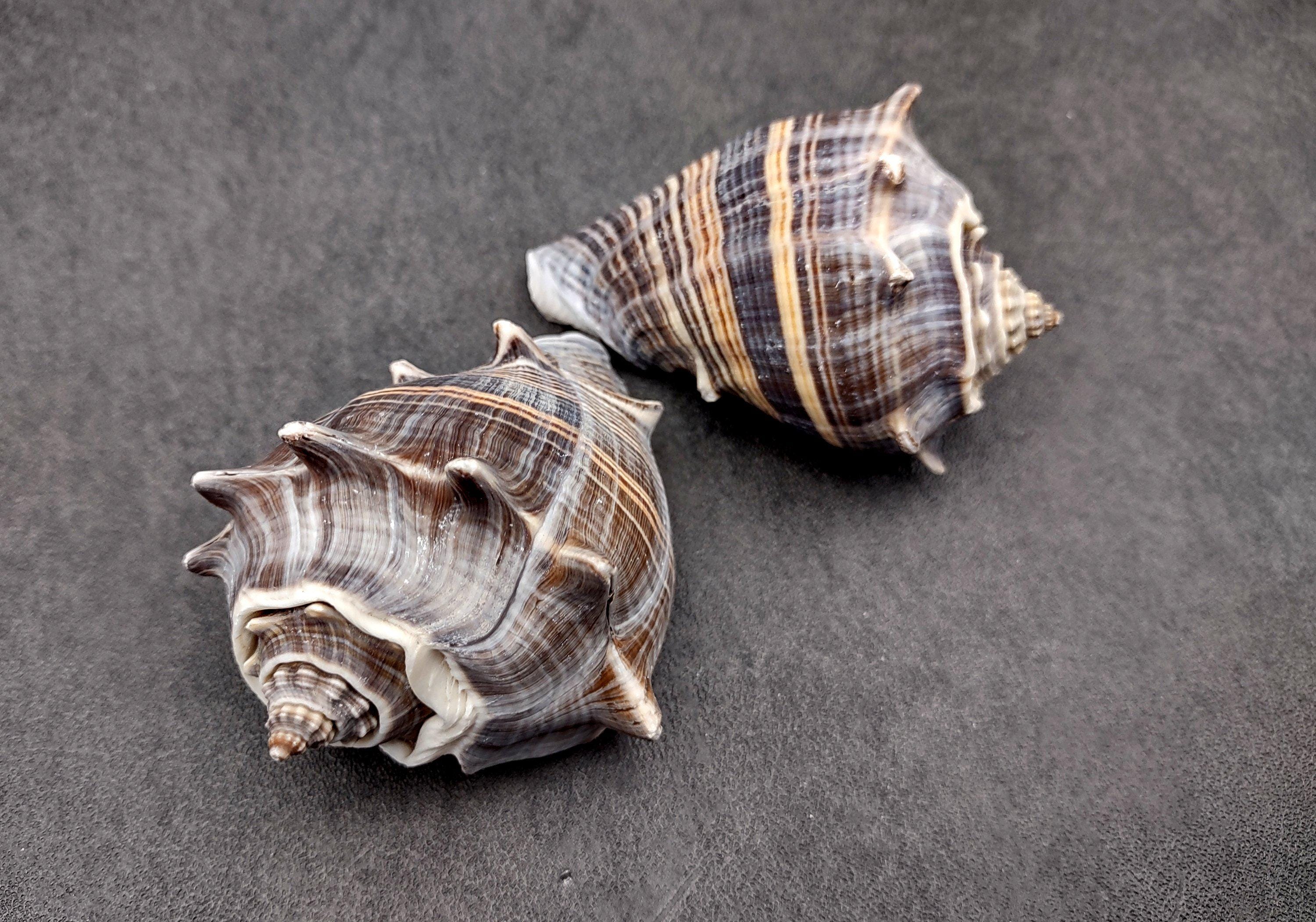 King Crown Conch Seashells Brown Striped Melongena Corona (2 Shells ...