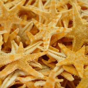 Starfish and Net 