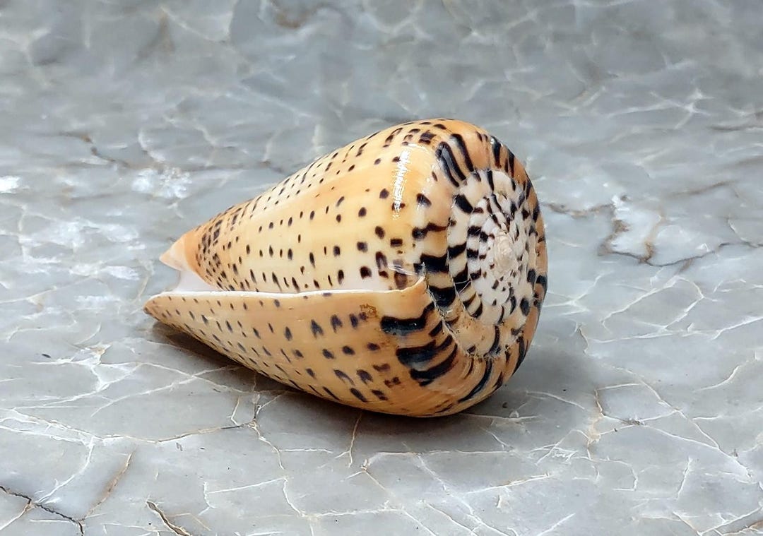Beech Cone Seashell Polished Conus Betulinus (1 Shell Approx. 3.5 ...