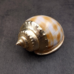 May include: A seashell with a gold-painted exterior. The shell has a white and brown pattern and a spiral shape.