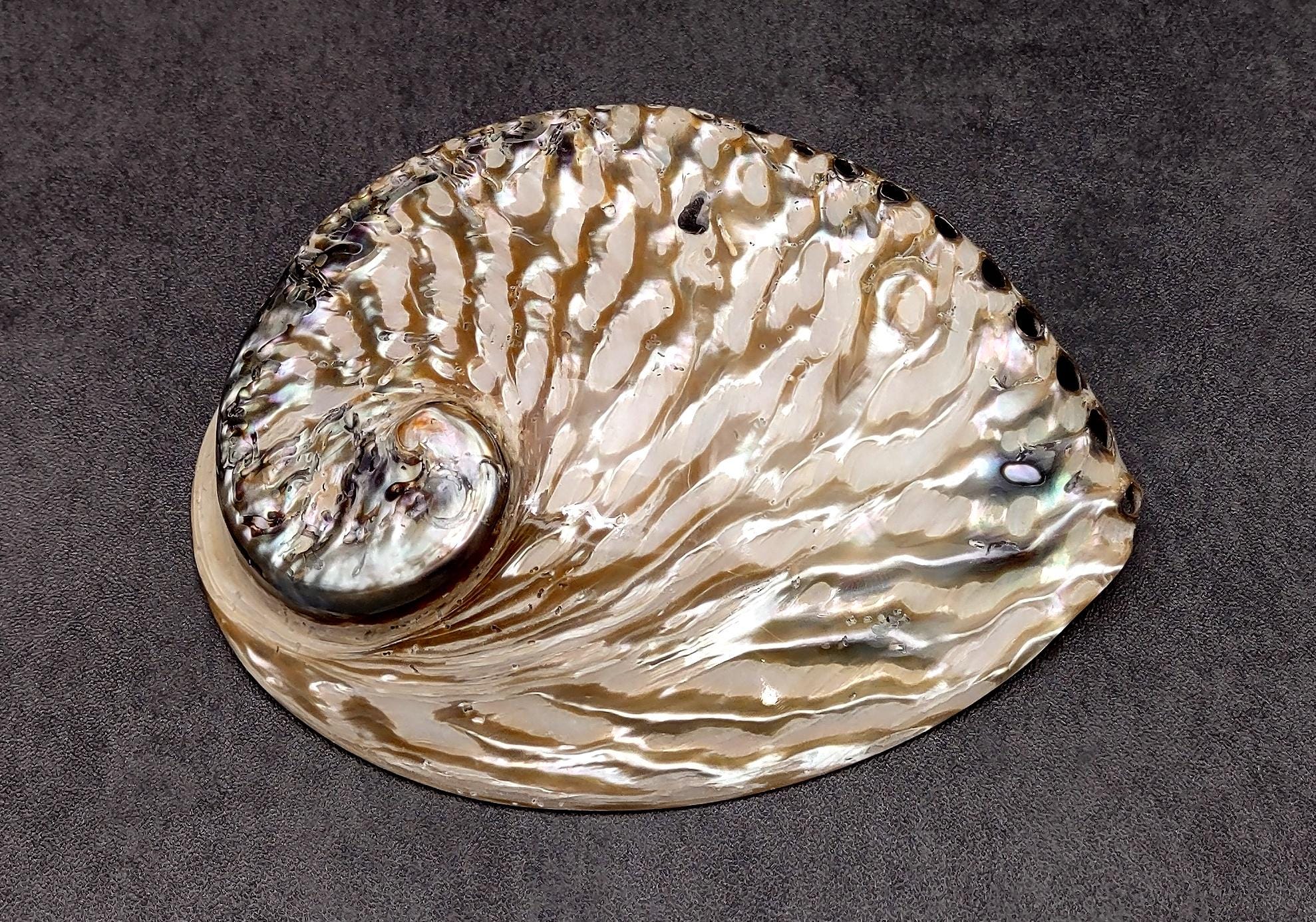 Polished White Abalone Midas Seashell Haliotis Midae (1 Shell Approx. 5 ...