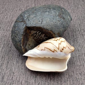 Noble Volute Seashell Tan Brown Voluta Nobilis (1 Shell Approx. 3 ...