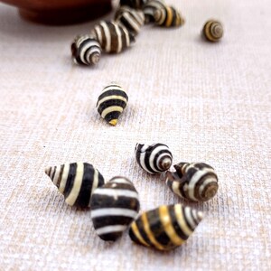 Bee Hive/Bumble Bee Seashells - Engina Mendicaria - (20 shells approx. .25-.5 inches). Multiple black and white stripped shells in pile. Copyright 2024 SeaShellSupply.com.