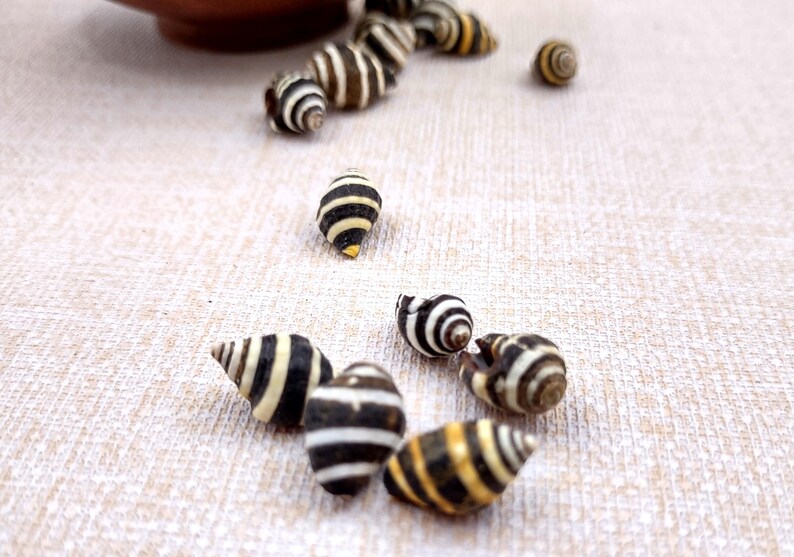 Bee Hive/Bumble Bee Seashells - Engina Mendicaria - (20 shells approx. .25-.5 inches). Multiple black and white stripped shells in pile. Copyright 2024 SeaShellSupply.com.