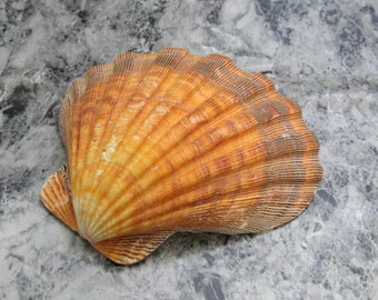 Noble Scallop Seashells - Pecten Nobilis - (10 shells approx. 1.5