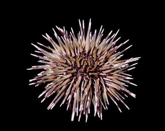 Burrowing Sea Urchin with Spines Echinometra Mathaei (2 urchins approx. 2.5-3.5 inches) Natural Urchin Shell for display & collecting!