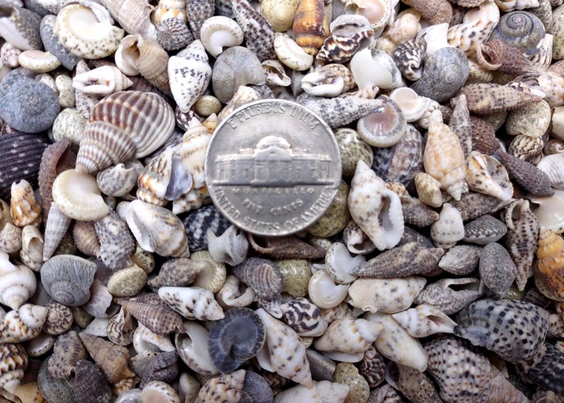 Tiny Shell Triangular Shape Extra Tiny Seashell Assorted Ocean Mix (approx. 1 Cup +/-125 Shells 0. ...