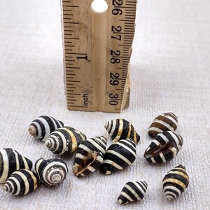 Bee Hive/Bumble Bee Seashells - Engina Mendicaria - (20 shells approx. .25-.5 inches). Multiple black and white stripped shells in pile. Copyright 2024 SeaShellSupply.com.