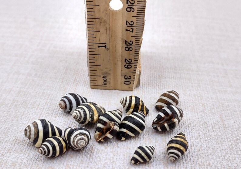 Bee Hive/Bumble Bee Seashells - Engina Mendicaria - (20 shells approx. .25-.5 inches). Multiple black and white stripped shells in pile. Copyright 2024 SeaShellSupply.com.