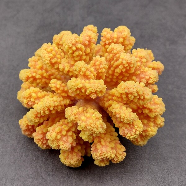 Yellow Faux Coral Cluster Pocillopora Elegans (1 FAKE Coral approx. 5Wx3Dx4T)