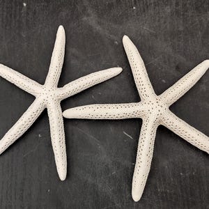 White Finger Starfish Linckia Laevigata (2 starfish approx. 5+ inches) White seastars ideal for coastal display crafts art or collecting!