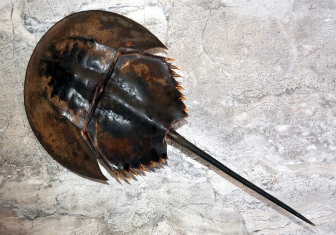 Horseshoe Crab Tachypleus Tridentatus 1 Crab Approx. 5inch Body & 10