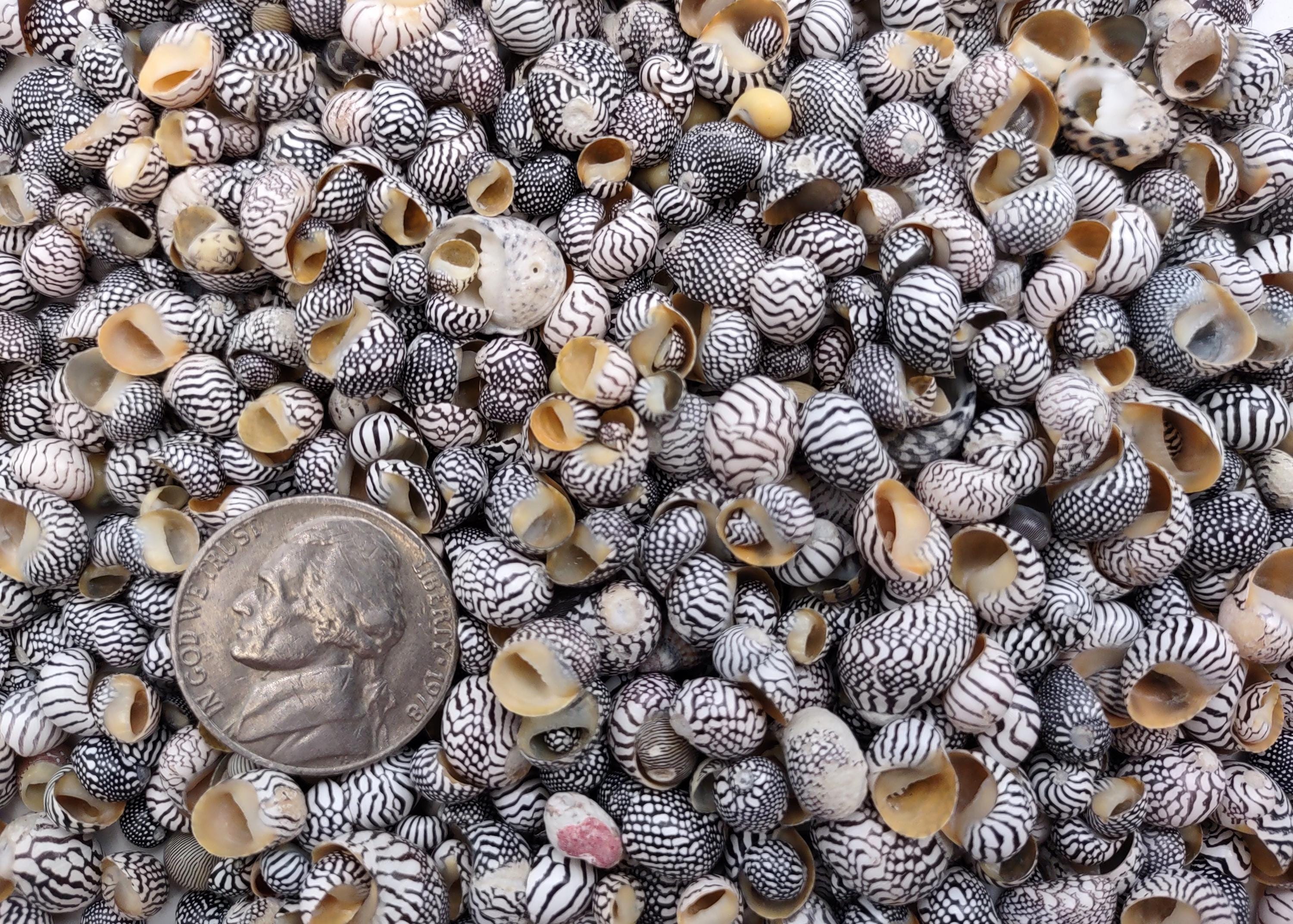 Zebra Nerite Seashells Black White Neritina Pulligera (approx. Half Cup ...