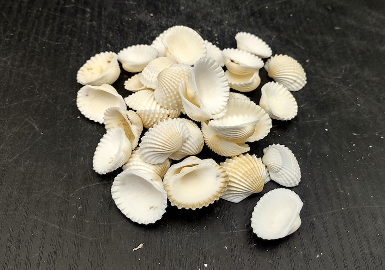 Many Ribbed Ark Shell White Ark Clam Seashells Andara Granosa (approx. Half Cup +/-50 Shells ...