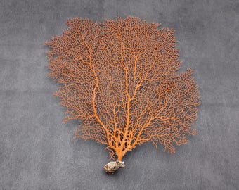 Red Orange Sea Fan Coral Echinogorgia SP (1 fan approx. 10-11+ inches) Reddish Sea Fan for framing coastal art projects & decoration!