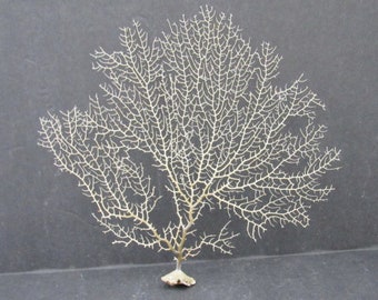 White Sea Fan Coral Gorgonia Ventalina (1 fan approx. 5-6+ inches)