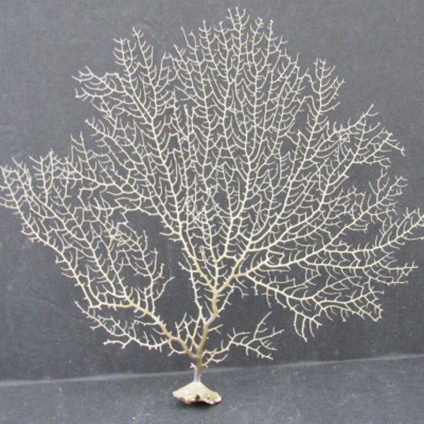 White Sea Fan Coral Gorgonia Ventalina (1 fan approx. 5-6+ inches)