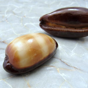 Mole Cowrie Shells Cypraea Talpa 2 shells approx. 2 inches image 3