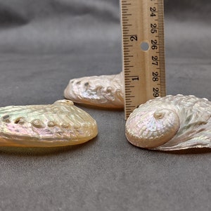 Pearled Oval Abalone - Haliotis Ovina - (3 shells 2.25-3.25 inch). Three white shiny shells with open holes along one edge. Copyright 2022 SeaShellSupply.com.