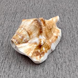 Lambis Conch Seashell Horn Trumpet Musical Instrument (1 shell approx. 4.5+ inches) Fun Shell Musical Instrument for performing & playing!