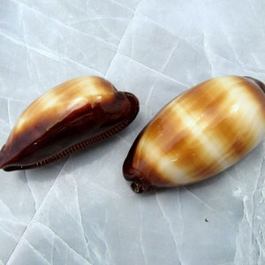 Mole Cowrie Shells (2 pcs.) - (2 inches) - Cypraea Talpa. Multiple tan and white shells in a pile. Copyright 2022 SeaShellSupply.com.