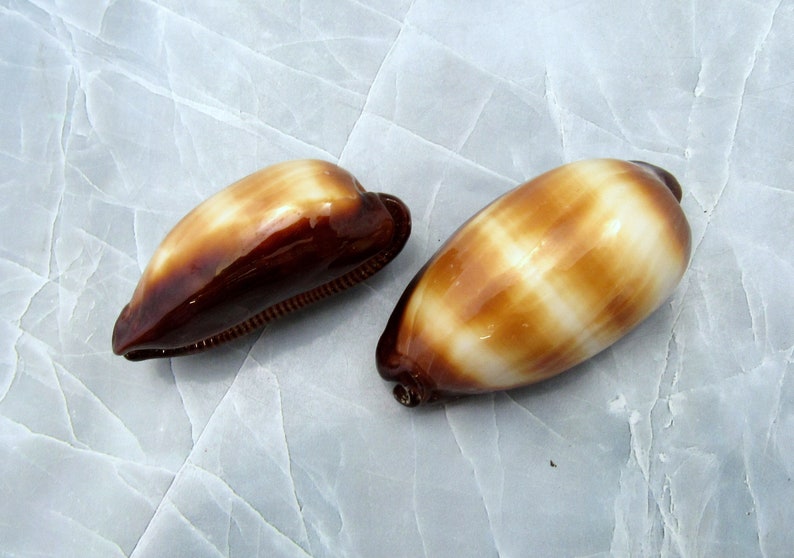 Mole Cowrie Shells (2 pcs.) - (2 inches) - Cypraea Talpa. Multiple tan and white shells in a pile. Copyright 2022 SeaShellSupply.com.