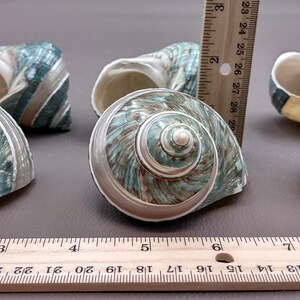 Polished Jade Green Turbo Seashell with Pearlized Stripe Turbo Burgessi (1 shell approx. 3+ inches) Shell for hermit crabs or collecting! image 7