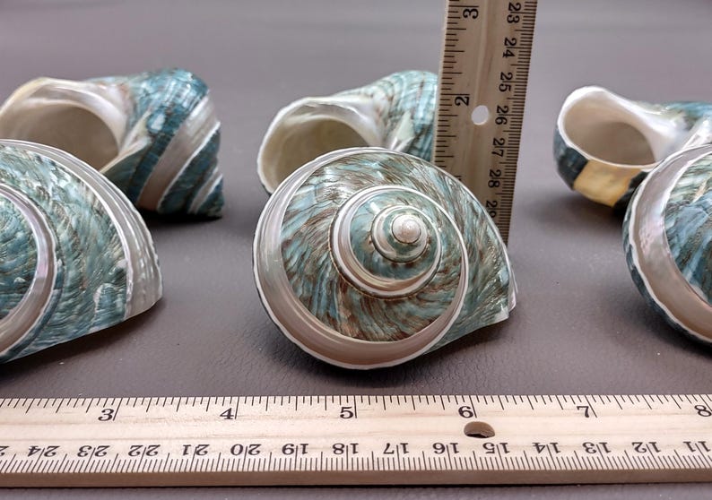 Polished Jade Green Turbo Seashell with Pearlized Stripe Turbo Burgessi (1 shell approx. 3+ inches) Shell for hermit crabs or collecting! image 7
