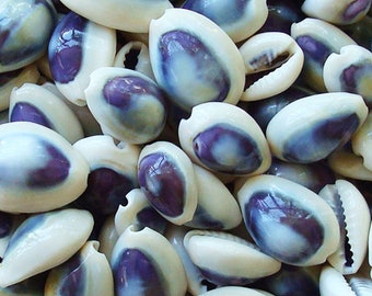 Purple Top Cowrie Seashells - Cypraea Annulus - (approx. 45-50 shells 0.5- 0.75 inches)