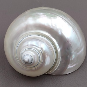 Pearlized Jade Turbo Seashell Turbo Burgessi (1 shell 3+ inches) Great for Hermit Crab homes display art projects crafts & collecting!