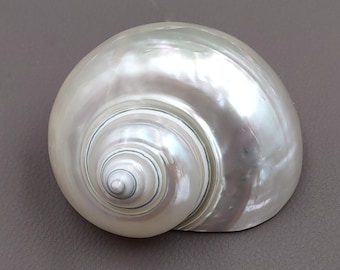Pearlized Jade Turbo Seashell Turbo Burgessi (1 shell 3+ inches) Great for Hermit Crab homes display art projects crafts & collecting!