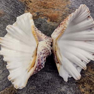 Bear Paw Clam Seashell Hippopus Hippopus (1 shell pair 4-5 inches)